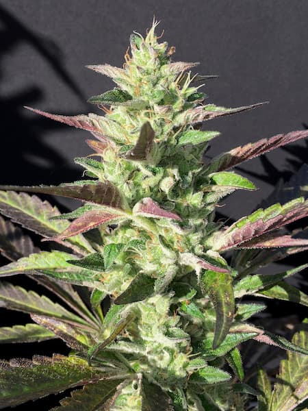 Monkey Grip Samen > Mamiko Seeds | Feminisierte Hanfsamen  |  Indica